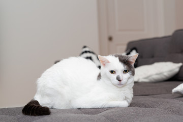 White Cat Laying
