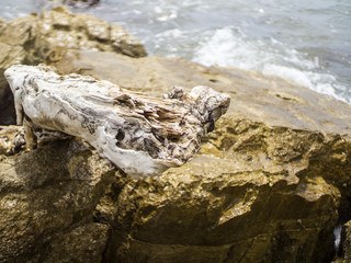 Fototapeta na wymiar snag on the seashore among stones 2
