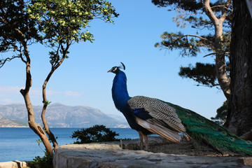 Peacock on beautiful Lokrum Island, Dubrovnik, Croatia