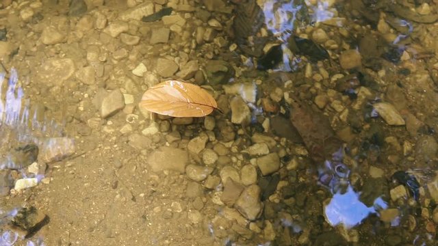 Yellow brown leaf floating on water surface