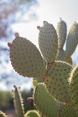 Cactus in the Botanical Garden of Lokrum Island, Croatia.