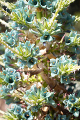 Turquoise Puya flowers in Botanical Garden of Lokrum island, Croatia.