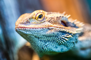 Lizard close up macro animal portrait photo