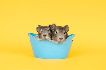 Two grey young guinea pigs next to eachother in a blue bath on a yellow background