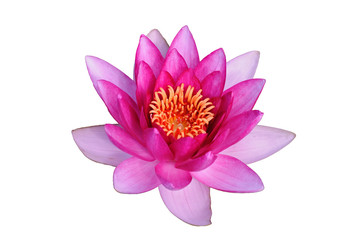 Pink water lily on a background of green leaves and water surface