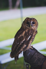 great horned owl