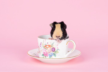 A cute small baby guinea pig sitting in a teacup on a pink coloured background