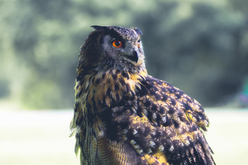 great horned owl