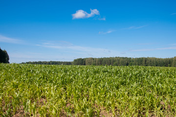 Corn field in summer countryside
