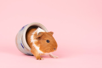 A cute small baby guinea pig sitting in a cologne earthenware pot on a pink coloured background