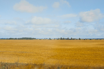 Fototapeta na wymiar Field of Golden wheat under the blue sky and clouds