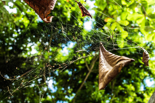 Close-up of a Spider cobweb with leaves in the moorning under the trees.