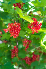 Closeup of ripe redcurrant on the branch. selective focus.