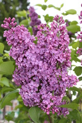 flowers of lilac