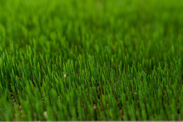 Green grass background. selective focus