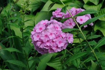 Pink phlox flowers on the background of green leaves in the park