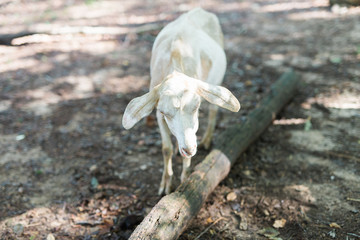 Goats on Farm