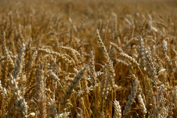 wheat growing up in the field. beautiful ears of wheat.