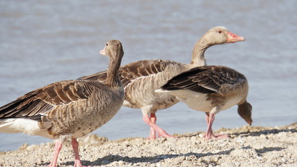 goose on lake