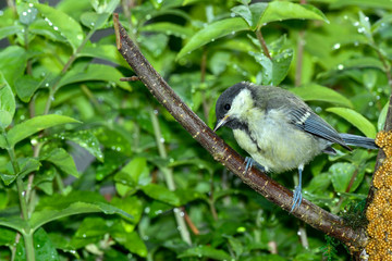 birds