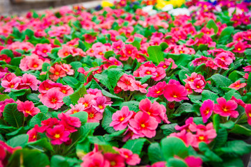 Fototapeta premium Garden greenhouse. Agribusiness