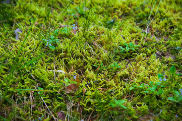 Forest Soil with Grass