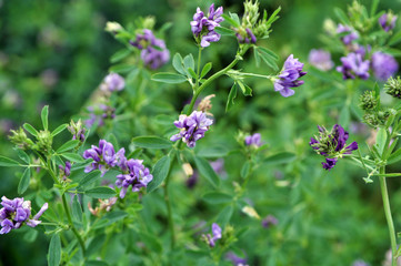 The field is blooming alfalfa