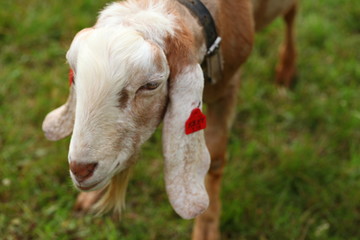 goat on green grass