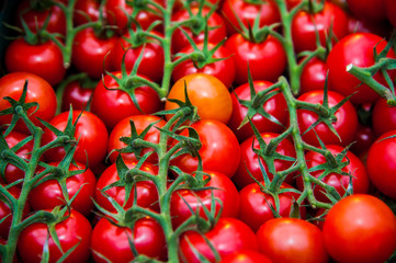 Ripe tomato plant growing in greenhouse