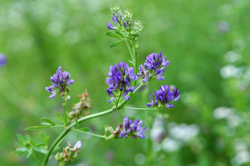 Obraz premium The field is blooming alfalfa