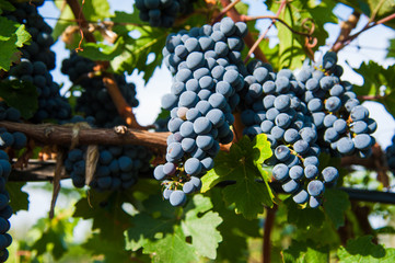 Vineyards at sunset in autumn harvest