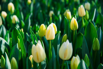 Obraz na płótnie Canvas Spring scene of tulip field