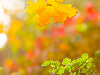 Naklejka na ściany i meble Yellow and green leaves on a blurred background. The concept of growth and decline. The beginning and end of life. Autumn pattern. Creative copy space