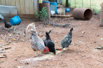 Free Range Chickens