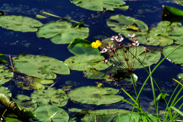 A couple of water lilies and lily pads floating on the top of a pond blurred with a pink flower in the foreground