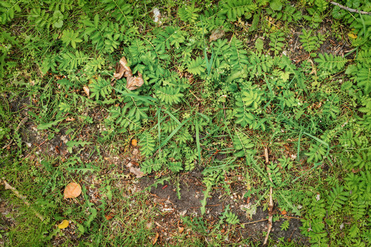 Earth texture with grass and leaves
