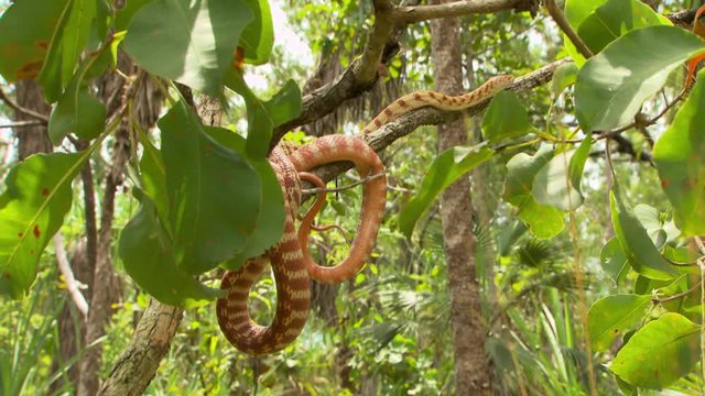 Wide shot of a brown tree snake resting wrapped around a small tree branch in the woods