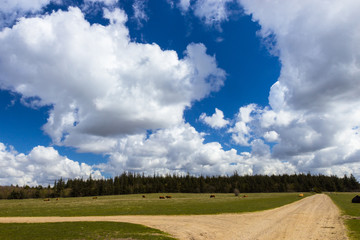 beautiful meadows north of Esbjerg, Jutland, Denmark