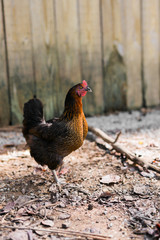 Free Range Chickens