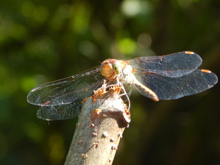 Dragonfly 