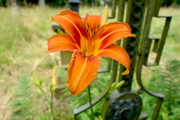 Fototapeta premium Lilie orange