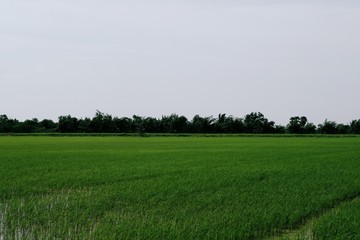 Green rice fields in countryside of Thailand
