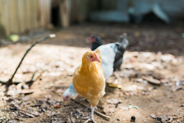 Free Range Chickens