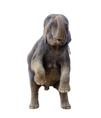 Asian elephants are standing and showing lift trunk on a white background, isolated.
