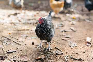 Free Range Chickens