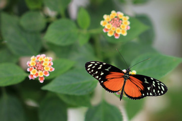 Butterfly close-up