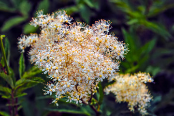 White garden flowers on a background of green foliage.