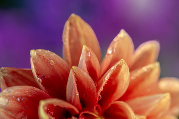 orange bloom Dahlia