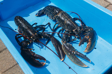 Breton alive lobsters in a blue box after fishing in Brittany - 278627542