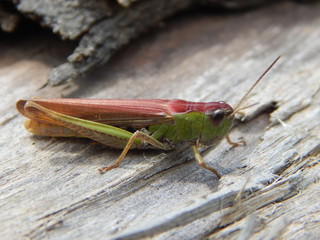 Cricket